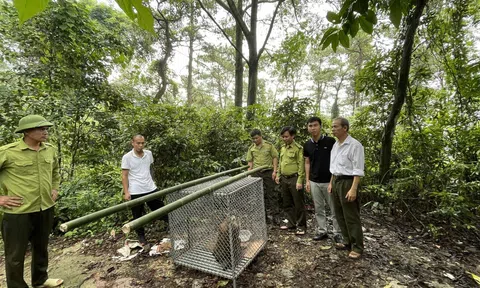 Vĩnh Phúc: Thả cá thể khỉ quý hiếm về môi trường tự nhiên rừng Quốc gia Tam Đảo