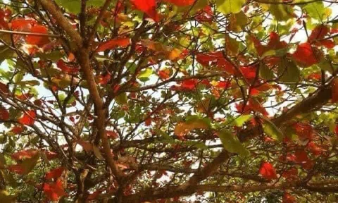 Nhớ Quảng Trị - miền đất tâm linh!