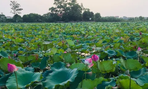 Ngày ấy bên Hồ Xuân Hương