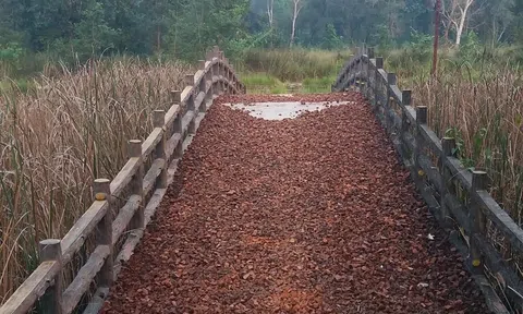 Không đề