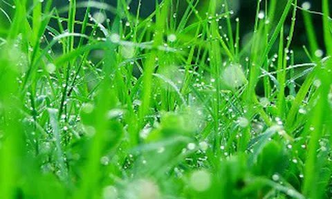 Chùm thơ mới sáng tác của tác giả Vũ Thanh