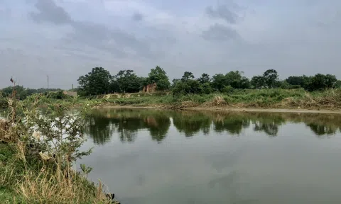 Tình quê