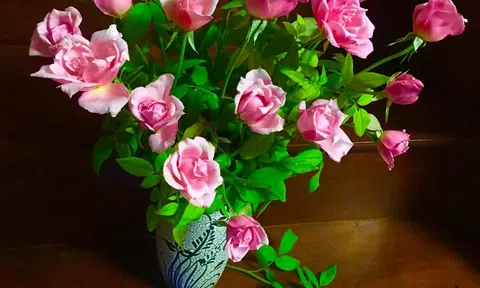 Những cánh đêm mở hoa