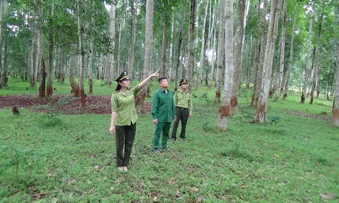 Tuyên Quang: Xã Năng Khả (Na Hang) quản lý, bảo vệ và phát triển rừng