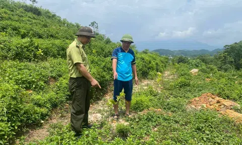 Tuyên Quang: Chiêm Hoá bảo vệ và phát triển rừng