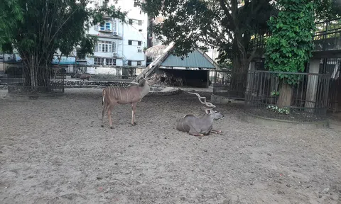 Vườn bách thú Hà Nội sẵn sàng phục vụ nhân dân dịp nghỉ lễ Quốc khánh 2023