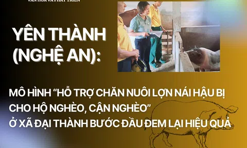 Nghệ An:  Mô hình “Hỗ trợ chăn nuôi lợn nái hậu bị cho hộ nghèo, cận nghèo” ở xã  Đại Thành (Yên Thành) bước đầu đem lại hiệu quả