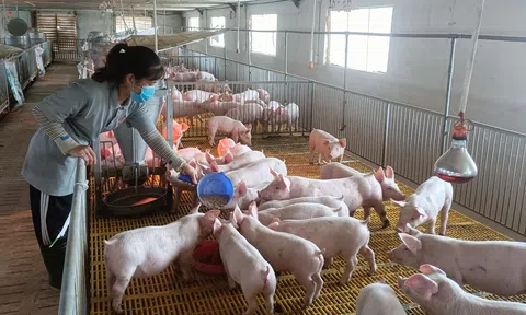 Đăk Lăk.: Công ty ĐT và TM Hưng Thịnh Việt Nam đầu tư 40 tỷ đồng xây dựng trang trại chăn nuôi lợn công nghệ cao