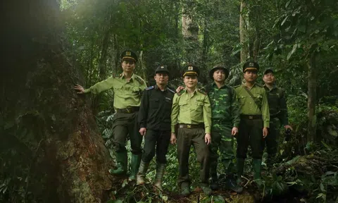 Tuyên Quang: Na Hang quản lý, bảo vệ rừng