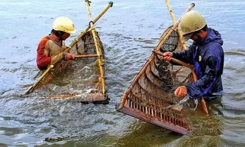 Nhủi tép - Ký ức quê xưa!