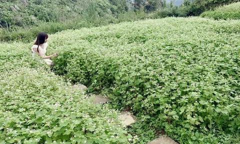 Hà Giang: Sẵn sàng cho Lễ hội hoa Tam giác mạch lần thứ IX