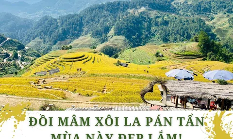 Đồi Mâm Xôi La Pán Tẩn mùa này đẹp lắm!