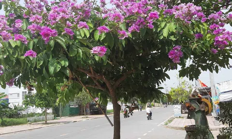 Bằng lăng tím