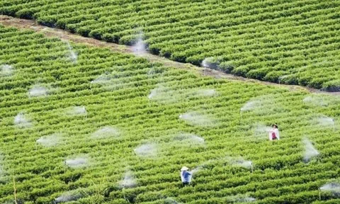 Trà Gia Đạt Việt: Giữ trọn hương vị truyền thống qua nhiều thế hệ