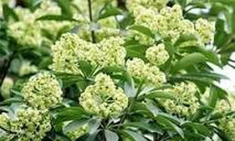 Hoa sữa chỉ nồng nàn trong thơ ca