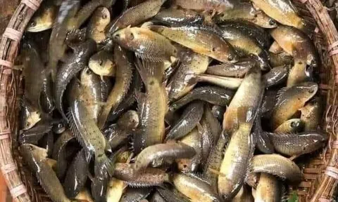 Cá rô đanh nhấm nháp vị quê xưa