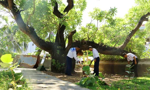    Cây phong ba trên đảo Trường Sa