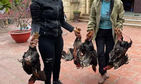 Nuôi gà, vịt, ngan bằng bèo tây
