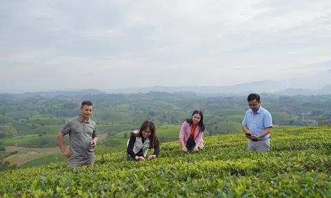 Xứ chè Long Cốc