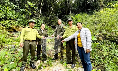 Hà Giang: Thả cá thể mèo rừng quý hiếm về rừng đặc dụng Phong Quang