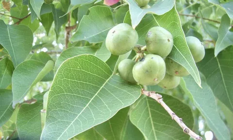 Sòi đất chốn quê nghèo