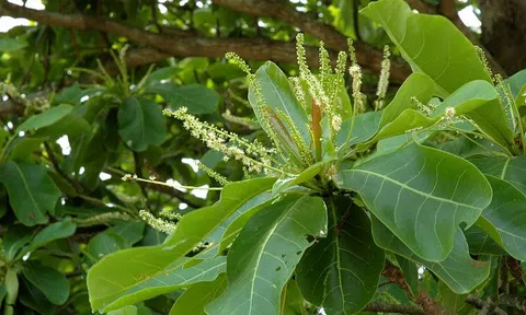 Dưới tán bàng xanh mát