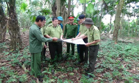 Tuyên Quang: Giữ cho rừng Chiêm Hóa thêm xanh