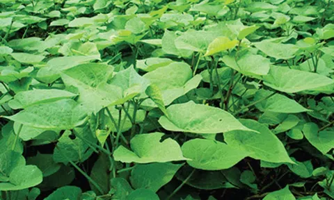 Gánh dây khoai lang chiều cuối năm