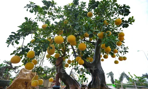 Hương bưởi