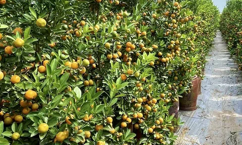 Hưng Yên: Thị trường hoa, cây cảnh Tết tại huyện Văn Giang đau đáu nhiều nỗi lo