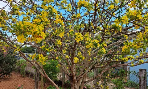 Khai  bút: Như đang hát khúc hoan ca