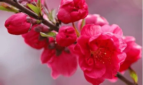 Chùm thơ Xuân của tác giả Trương Anh Sáng