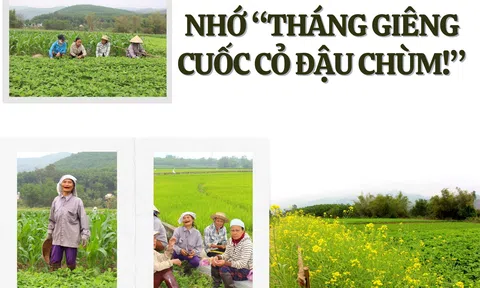 Đà Nẵng: Nhớ “tháng Giêng cuốc cỏ đậu chùm!”