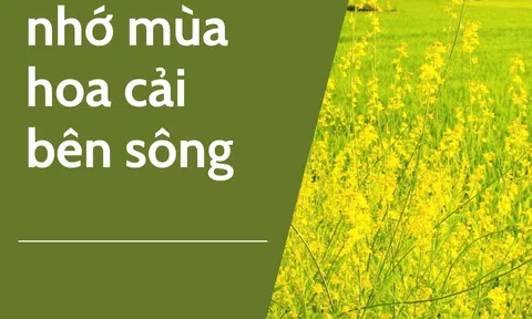 Xuân về nhớ mùa hoa cải  bên sông