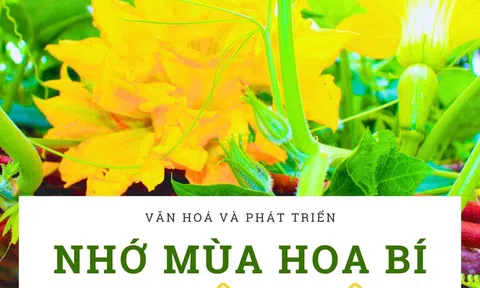 Quảng Nam: Nhớ mùa hoa bí ven sông Yên