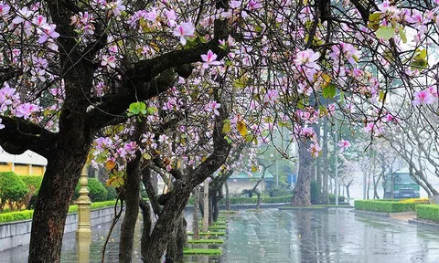 Hoa ban trong trường