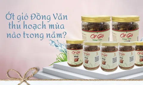 Ớt gió Đồng Văn thu hoạch mùa nào trong năm?