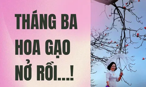 Tháng Ba hoa gạo nở rồi…!