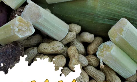 Nhớ tháng Tư mùa nhổ đậu