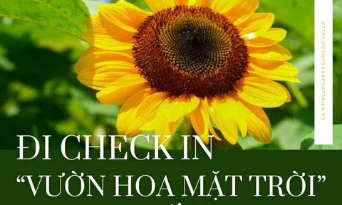 Đi check in “vườn hoa mặt trời” trong phố