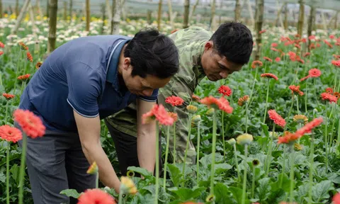 Ghé thăm thủ phủ hoa đồng tiền giữa lòng Thủ đô