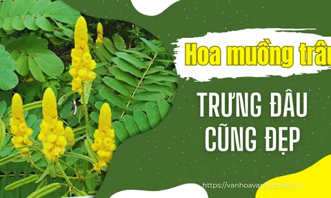 Hoa muồng trâu trưng đâu cũng đẹp