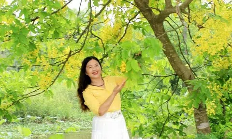 Vàng rực sắc Muồng Hoàng Yến