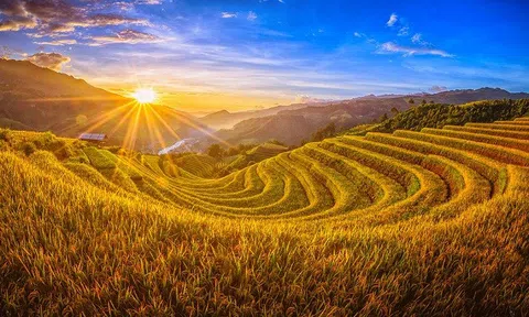 “Lúa chín”, một tiếng quê tha thiết của Nguyễn Duy