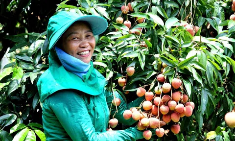 Bắc Giang: Bắt đầu thu hoạch vải thiều sớm ở Phúc Hòa (Tân Yên)