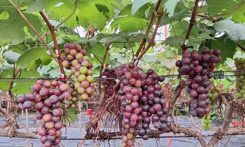 Hà Nội: Đan Phượng trồng nho hạ đen kết hợp với du lịch trải nghiệm mang lại hiệu quả kinh tế cao