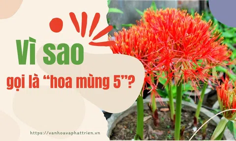 Vì sao gọi là “hoa Mùng 5”?