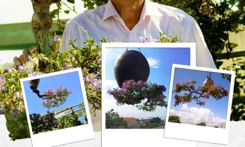 Quảng Nam: Về Tam Kỳ xem "lão dị nhân" trồng bonsai theo thế ngược rất độc đáo
