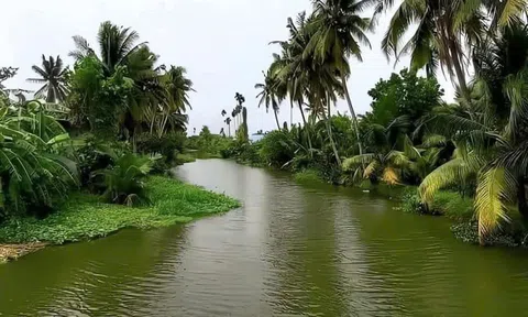 Rặng dừa miền Tây đầy thương nhớ