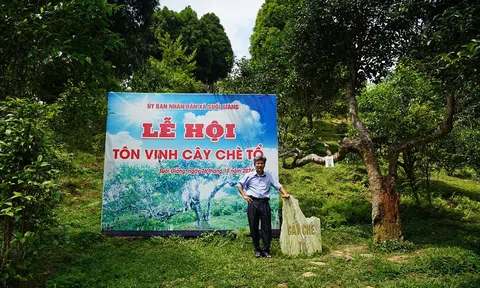 Tản mạn chuyện cây chè ở Suối Giàng